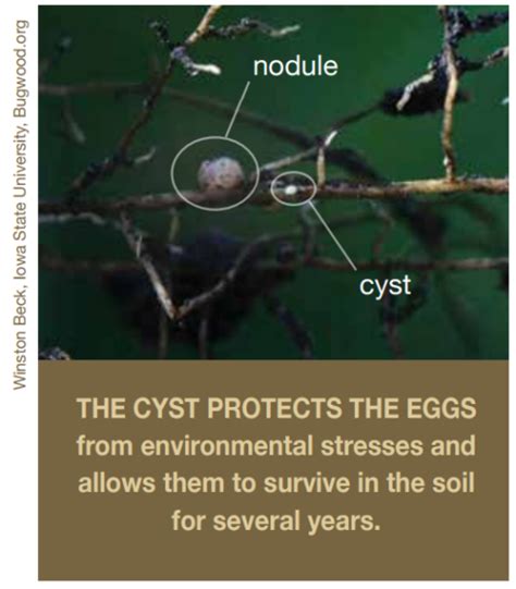 Soybean Cyst Nematode Life Cycle