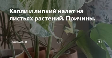 Капли и липкий налет на листьях растений. Причины. | Наши растения | Дзен