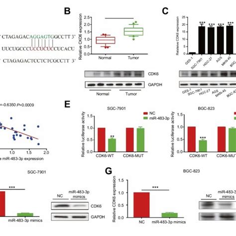 Mir 483 3p Regulated Proliferative And Invasive Capacities Of Gc Cells