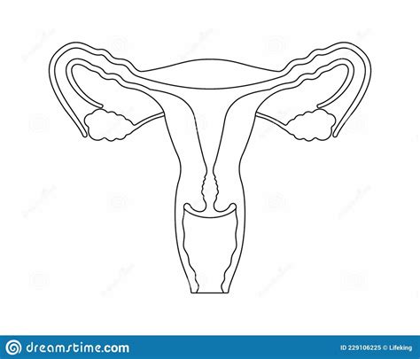 Female Reproductive System Diagram Quizlet