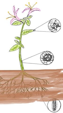 Transpiration and Translocation