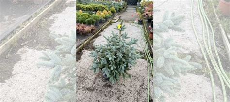 Ель Пунгенс Глаука купить в Москве | Товары для дома и дачи | Авито