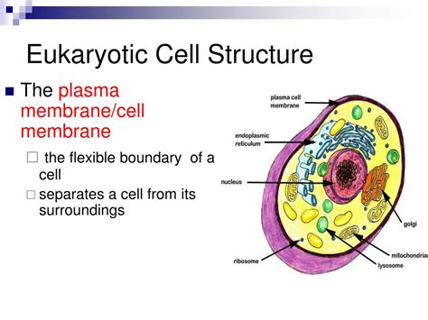 Eukaryotic Cell Membrane