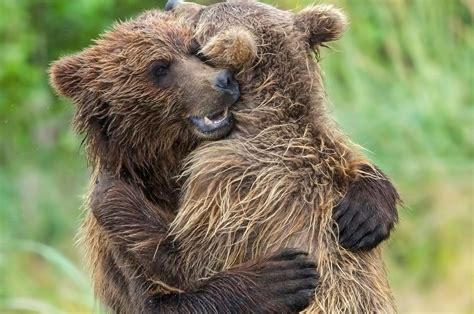 Adorable bear cub siblings hug it out after being reunited