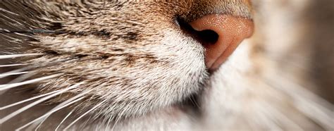 The Story Behind Your Cat’s Whiskers | Hartz