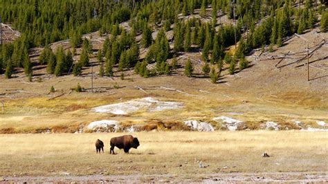 West Yellowstone Travel Guide | West Yellowstone Tourism - KAYAK