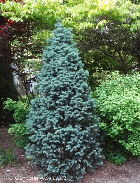 Buy Abies Concolor Compacta White Fir Mr Maple │ Buy Japanese Maple