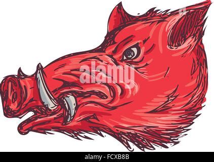 Boar Or Wild Pig Drawing Ink Sketch Vintage Engraved Style Vector