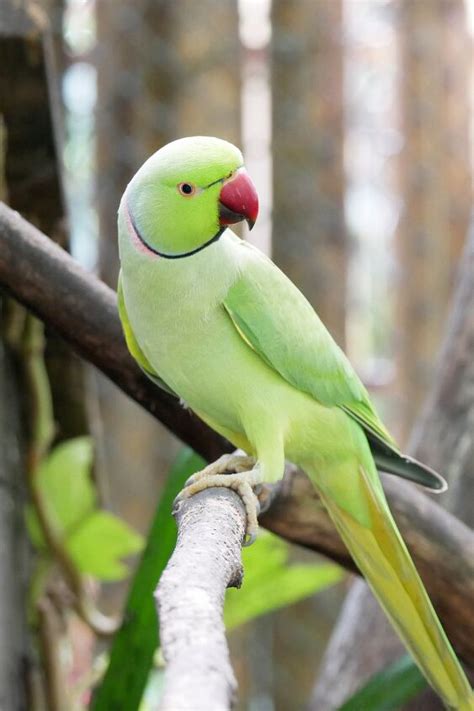 Indian Ringneck Parakeet Health, Personality, Colors and Sounds ...