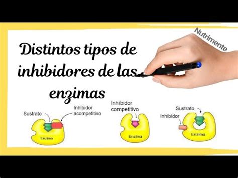 Tipos De INHIBIDORES De Las ENZIMAS YouTube