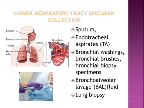 Ppt The Role Of The Microbiology Laboratory In The Diagnosis Of