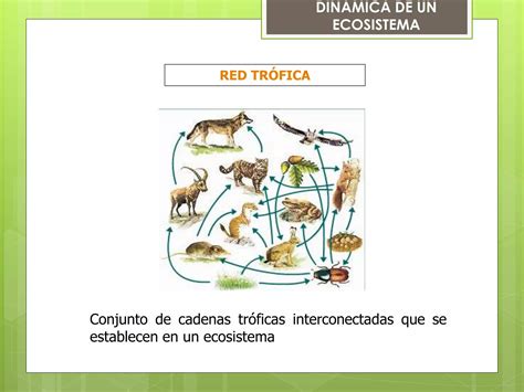 Ecosistemas Estructura Y Dinámica Ppt