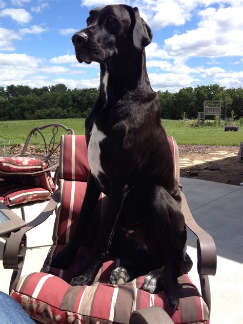 What Does A Great Dane Lab Mix Look Like at Alfredo Grove blog