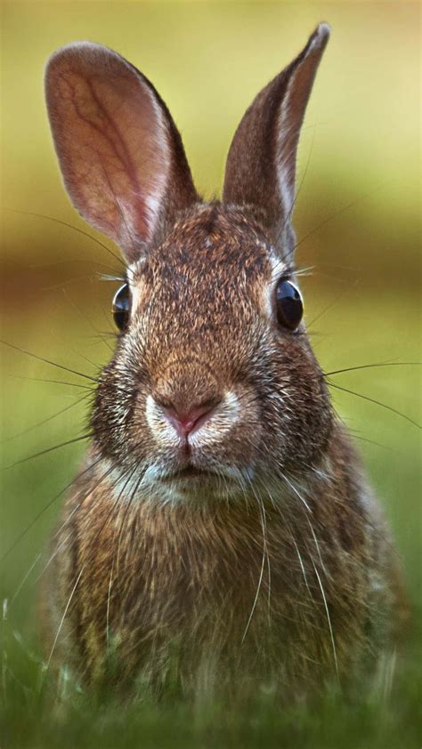 [100+] Cottontail Wallpapers | Wallpapers.com