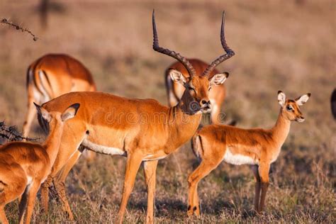 Ant Lope Que Camina En El Paisaje De La Hierba Frica Del Impala