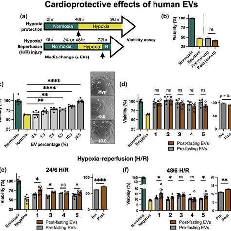 A Schematic Of H9c2 Hypoxia Protection And Hypoxiareperfusion Hr