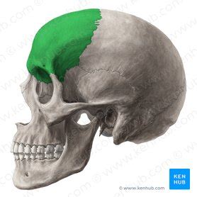 Frontal bone: Anatomy, borders and development | Kenhub