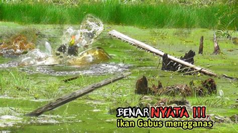 BENER NYATA CASTING IKAN GABUS AWAL BANJIR PENGHUNI MENGGANAS DAN