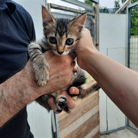 Dolcissimi Gattini Da Adottare Gatto A Parma In Regalo