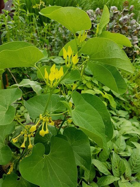 Plantfiles Pictures Aristolochia Species European Birthwort