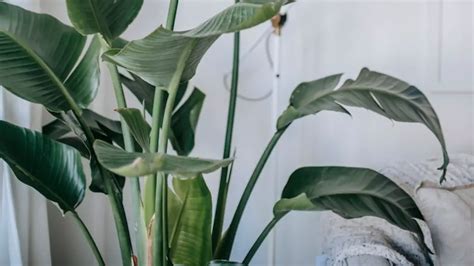 What Is Greenhouse Effect Explain Global Warming - Ecology today 