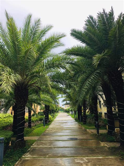 READY FOR OCCUPANCY-SANREMO OASIS BLDG 7- South Road Properties Cebu