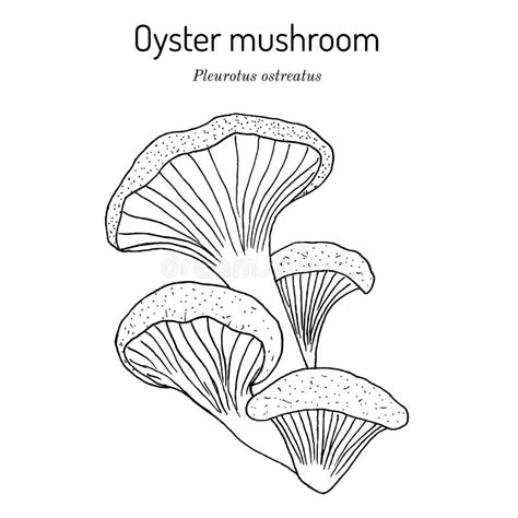 Pleurotus Ostreatus With Rose Maincolor Stock Illustration