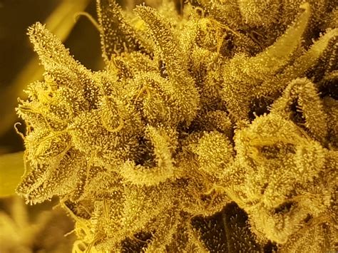 Strain-Gallery: Wedding Cake (Pheno Finder Seeds) PIC #20112091601107529 by GrimsbyCannabisClub