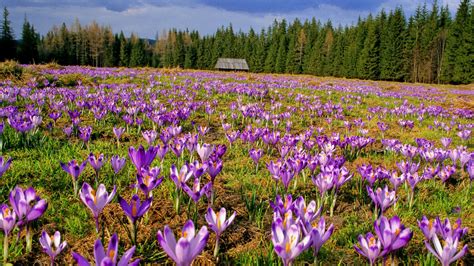 Spring Poland Wallpapers - Wallpaper Cave