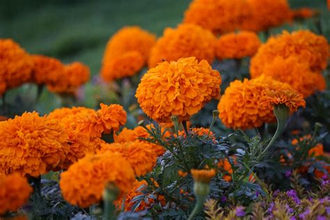 Close-up of Orange Marigolds · Free Stock Photo