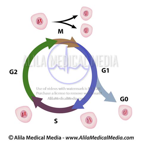 Alila Medical Media | Cell cycle with G0 phase diagram | Medical ...