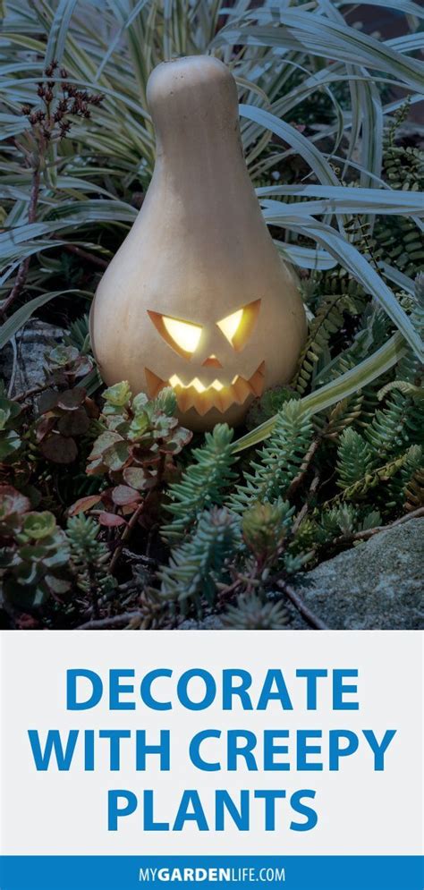 Decorate with Creepy Plants | Plants, Autumn garden, Lighting your garden