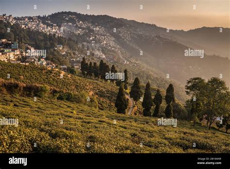 Tea plantation in the Darjeeling, India, Asia Stock Photo - Alamy