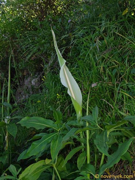 Image Collection Of Wild Vascular Plants Dracunculus Canariensis