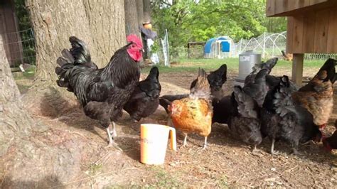 Jersey Giant Chicken: Eggs, Height, Size and Raising Tips