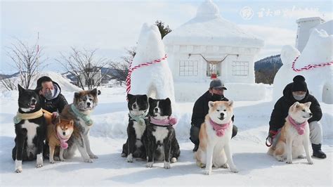 【秋田犬新聞】犬っこまつりに秋田犬大集合！ Youtube