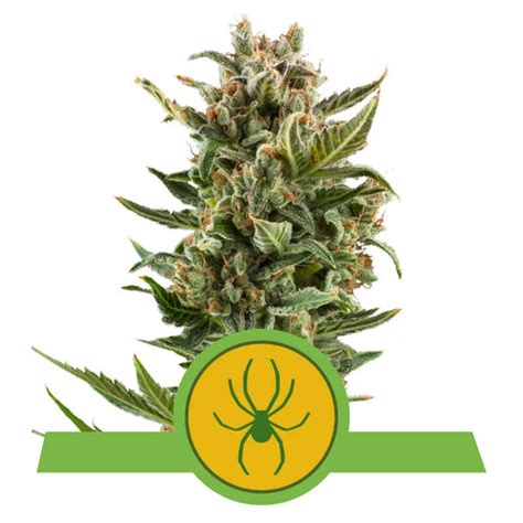 White Widow Auto Cannabis Seeds For Sale North Atlantic Seed Co