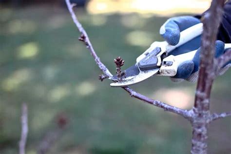 How to Make a DIY Fairy Light Tree With String Lights | Hometalk