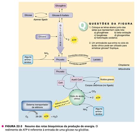 As Reações Metabólicas E Bioquímicas Ocorrem No Interior Das Células