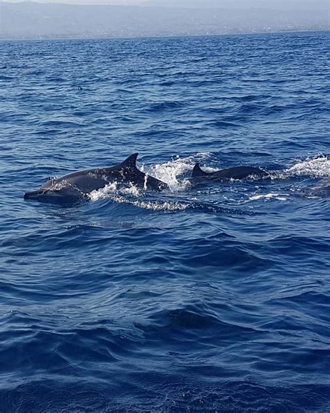 Lovina Dolphin Watching Bali Rent Car With Driver