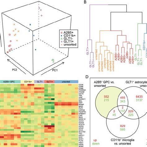 Whole Transcriptome Analysis Of Adult Human Glial Progenitors Adult