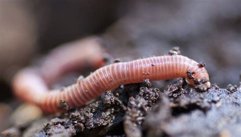 Earthworm Characteristics | Sciencing