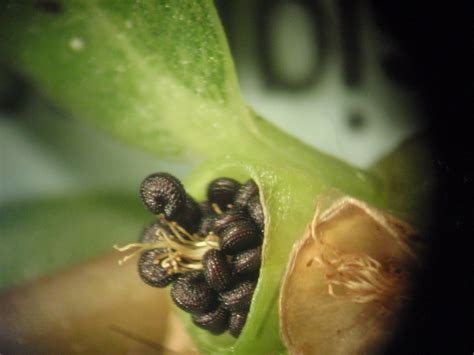 Lafayette report: Purslane seeds close up