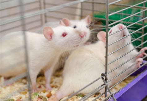 Lab Rats Stock Photos, Pictures & Royalty-Free Images - iStock