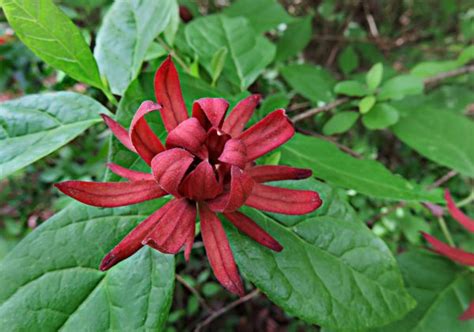 Каликант цветущий (10 семян).