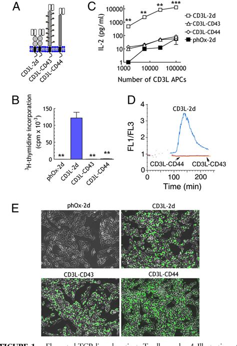 Figure From Can Trigger Tcr Signaling T Cells Immobilized Via The Tcr