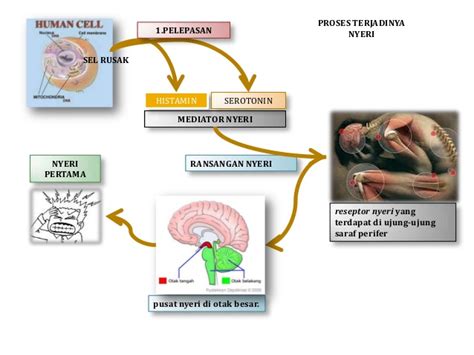 Pharmaceutical Task Mekanisme Nyeri