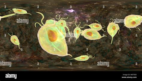 Trichomonas Vaginalis Cyst