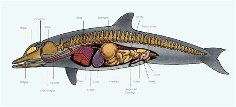 the Anatomy of Dolphins