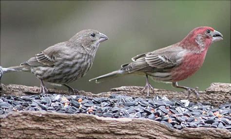 Female and Male House Finch. Check this site for info on telling the